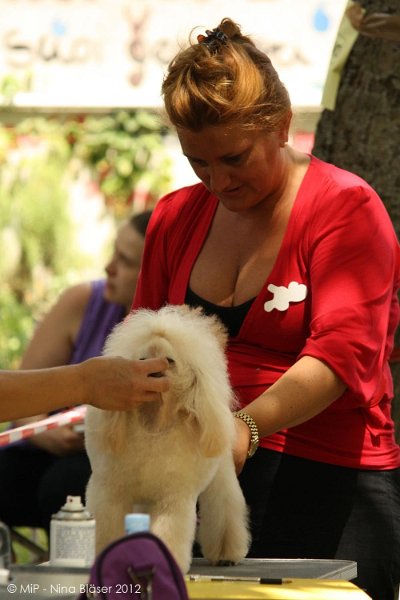 2012-07-01 B & B - Bedlington & Bichon Fun Day (71)_1000x1500.jpg